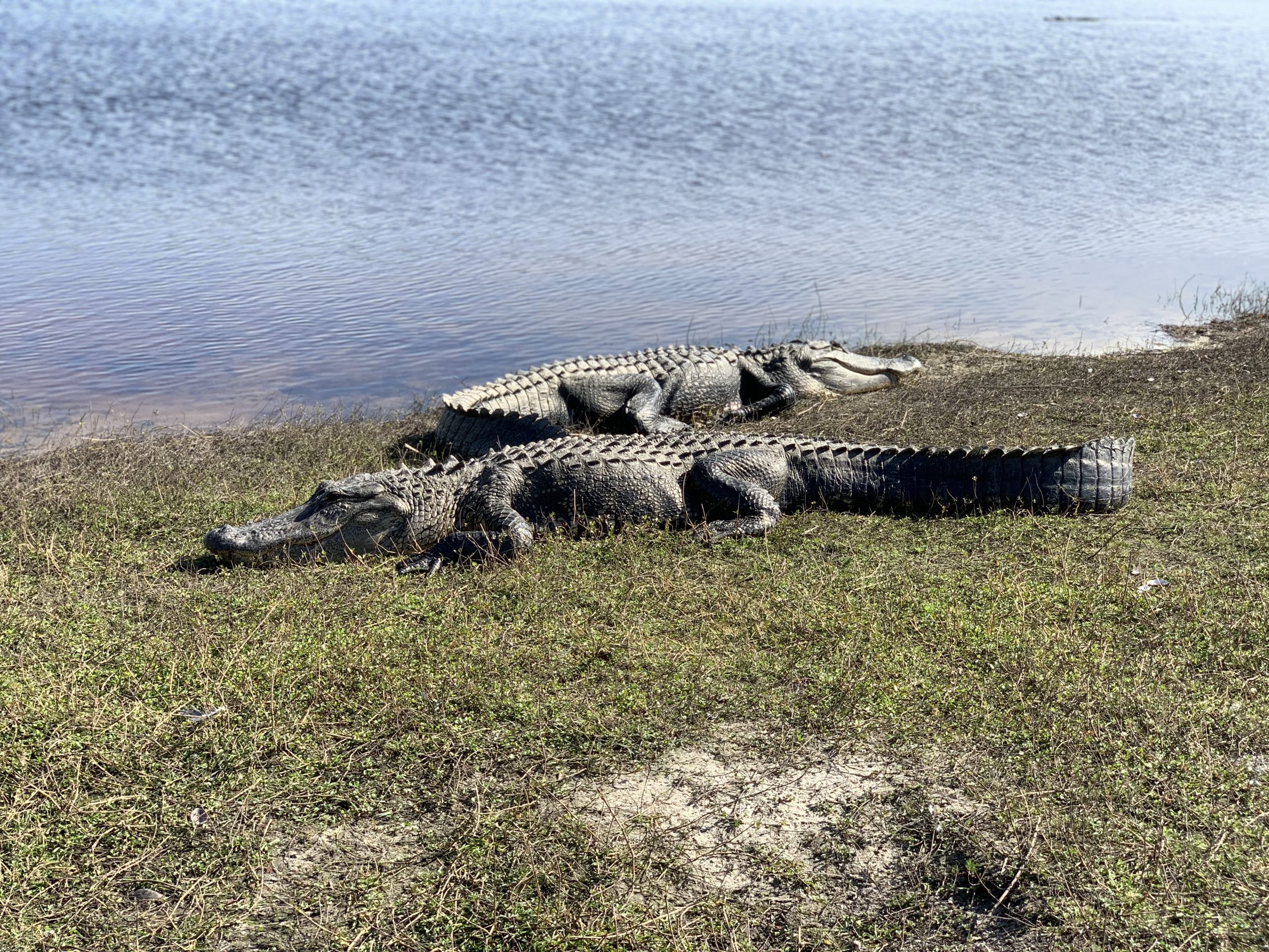Huge Alligators at Deep Hole in Myakka State Park Florida