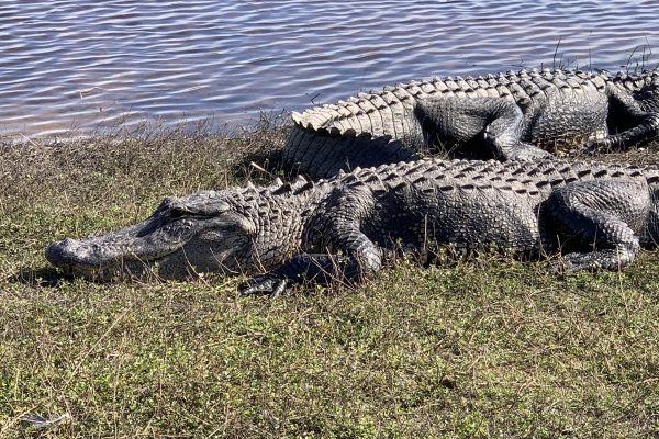 IMG_5561Huge Alligators at Deep Hole in Myakka State Park Florida