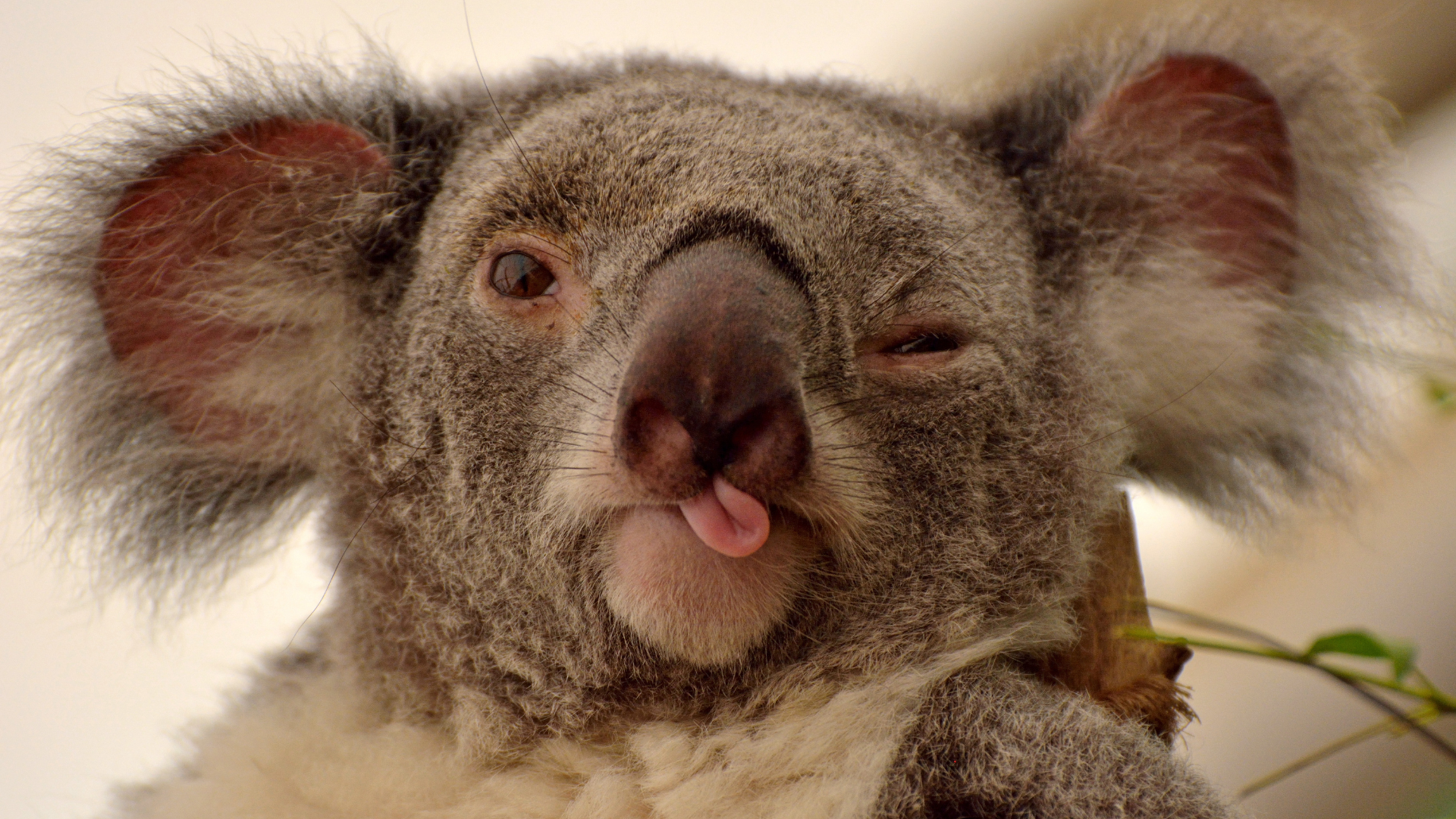 Random Fact of the Day: Koala Bears