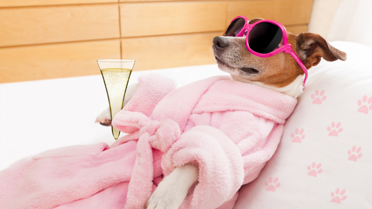 Funny Dog Video Compilation The Funniest Dogs On Red Bearded