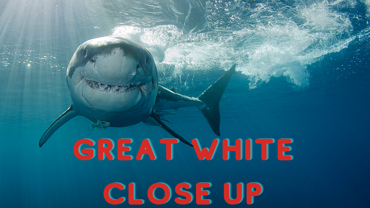 Great White Shark close up in Massachusetts salt pond 1