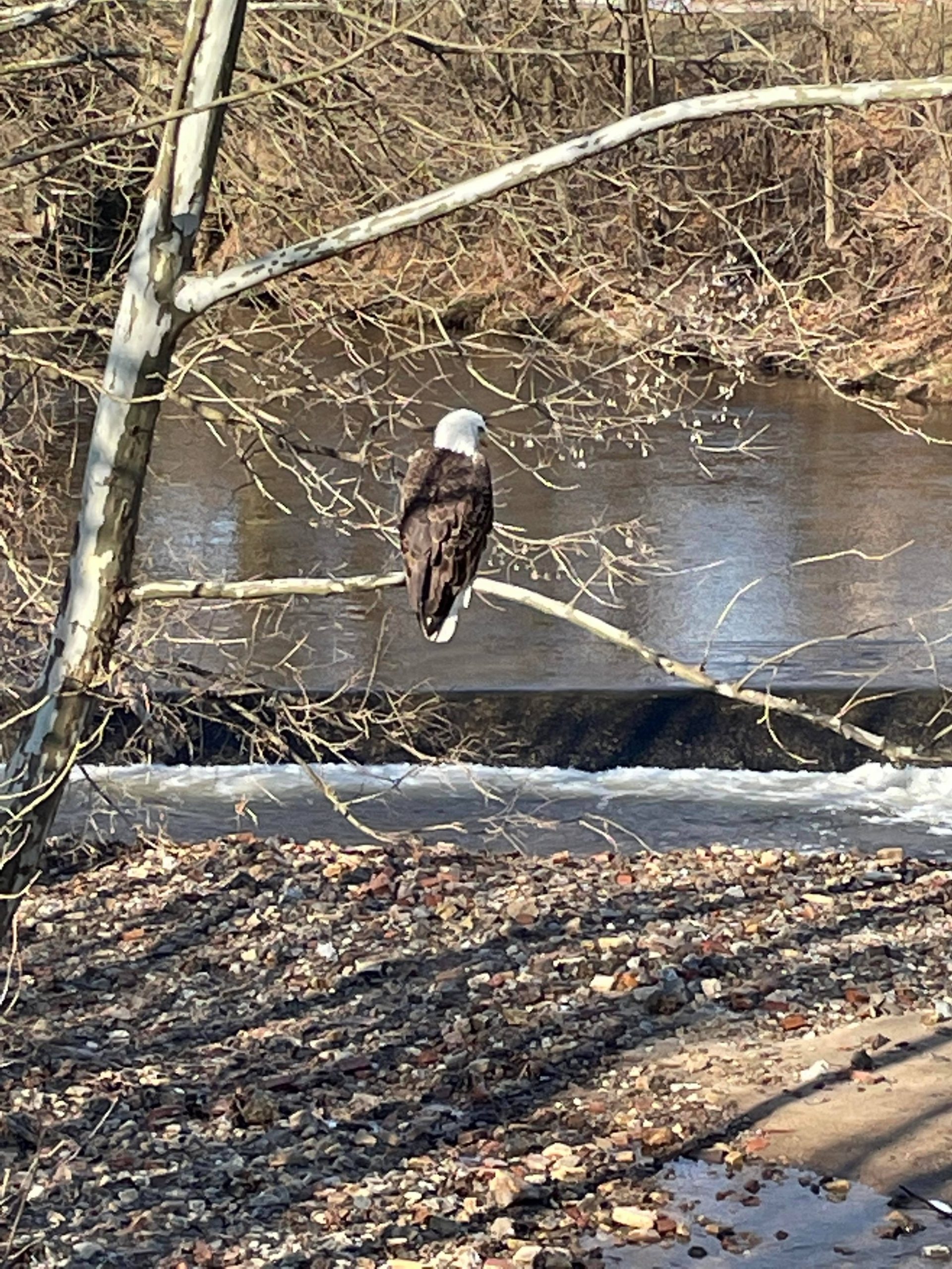 Bald Eagle spotted in Phoenixville Pa