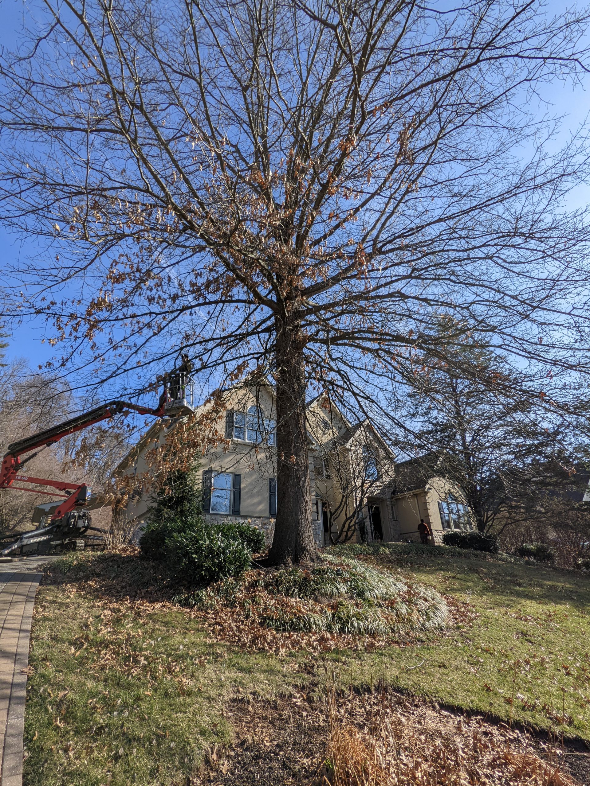 Big Tree Falling Tree Removal by  Practiced Hands Tree Care  in   Devon PA